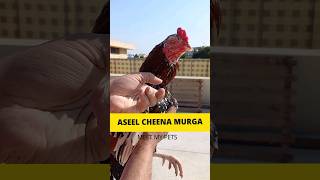 ASEEL CHEENA MURGA #aseel #cheena #rooster #pets #chicken #birds #viral #video #viralvideo #videos