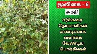 Athi Maram Benefits in Tamil | Ficus Racemosa | Fig Tree | அத்தி மரம் | அத்திக்காய் | அத்திப்பழம் |