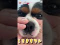 【犯人はあんたやろ⁉️】朝のめちゃくちゃ忙しい時にやらかした愛犬