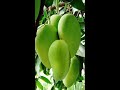 big sour green mangoes shorts satisfying