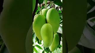 Big sour green mangoes #shorts #satisfying