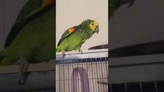 תוכי אומר שמע ישראל My parrot says, listen, Israel Mi loro dice, escucha, Israel