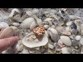 go shelling with me collecting seashells from cayo costa island off florida s west coast