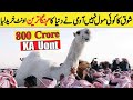 Most Expensive Camel in the world | Camel of the year 2021 | Info Point