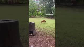 Stray dogs playing in the garden ❤️#strays #play #shorts #ytshorts #trending