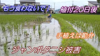 ジャンボタニシの被害苗を食われました。苗を頂いたので植えます。