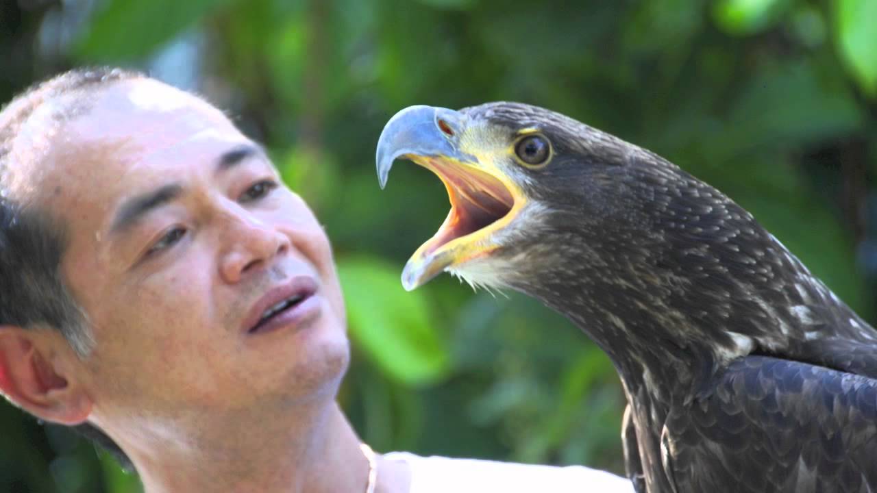 Eagle Training Youtube