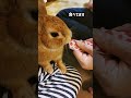 ちょっとずつうさうさぴゅーれを食べるうさぎさん🐰 shorts ネザーランドドワーフ うさぎ