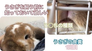 【うさぎの食糞について】①うさぎを飼う時知って欲しい糞の種類　食糞の様子