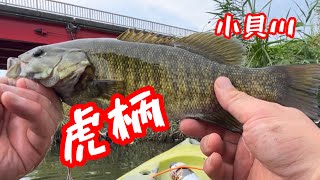 #小貝川バス釣り #トップウォーター#カヤックフィッシング #チャグバグ#bassfishing #shortvideo