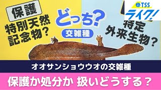 オオサンショウウオ「在来種」が絶滅の危機　保護か、処分か「交雑種」の扱いどうする？