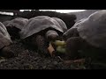 Giant baby tortoises hatch on the Galapagos Islands