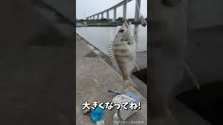 クロダイの稚魚です。【魚釣り🎣】