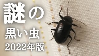 【カブトムシ飼育】謎の黒い虫 現る。。 2022年版。。なんなんだこやつは？