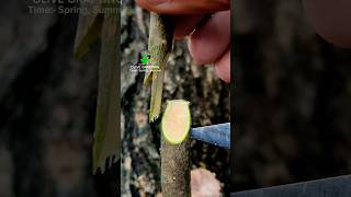 Grafting method of olive tree in spring #oliveoilforhair