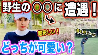 【ゴルフ】はるぴょんvs超珍しい野生の〇〇！あなたはどちらが可愛いと思いますか？【美女 アプローチ 女子アマチュア golf】