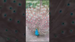 Compilation of peacocks opening their feathers