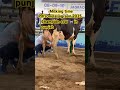 pdfa mela 2025 jagraon cow 🐄 milking time farming cow pdfa