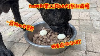 加纳利带11只幼犬逐渐消瘦，一盆鸭心补营养，虎妞骂骂咧咧狼吞虎咽吃嗨了