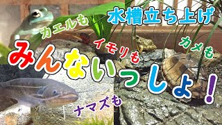 【水槽立ち上げ】イモリとカエルとカメとナマズの水槽