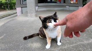 神社に三毛猫がいたので近づいてナデナデしたら喜んで膝の上に乗ってきた