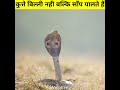 shetphal village land of snake shetphal village in maharashtra snake village in india vmotive