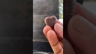 Dark choco Hearts#shortvideo#chocolate#youtubeshorts#poppins#candy#youtubevideo#goshorts#ytviral