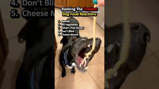 Ranking The Funniest Dog Reactions to Food 🐶