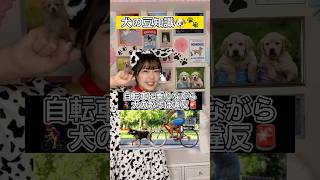 自転車に乗りながら犬の散歩するのは違反って知ってた！？！？ #tiktok #shorts