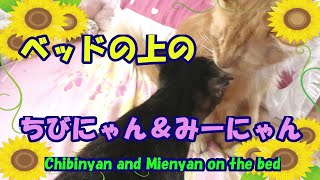 ベッドの上のちびにゃん＆みーにゃん・Chibinyan and Mienyan on the bed