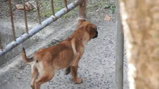 広島県の野良犬　移動の鼻黒