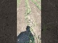 vsi 8005 jurmation good quality youtubeshorts farming shortvideo nature yt ytshorts