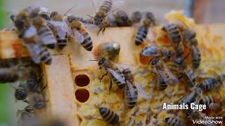 Penyerbuk sibuk menghasilkan madu#lebah