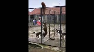 Jailbreaking Doggos Escape Their Compound