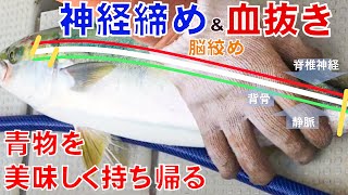 [ブリ釣り fishing]青物のヒラマサ・ブリ・ハマチ・ヤズをナイフとハサミで脳天締め・エラ締め・神経締め・血抜きの知識を徹底解説