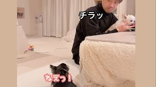 お父さんの手を舐めてる兄犬と、代わってほしい妹犬のかわいい訴え方。