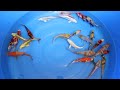 JAPAN KOI STORE - Maruhiro Tosai Mix 15-18cm Part 2