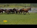 Tierra Fértil Tv- Excelencia y manejo del caballo cuarto de milla (07.09.24)