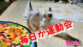 子猫たちの運動会！～Short-footed Nichikan family. Kittens are athletic every day!～