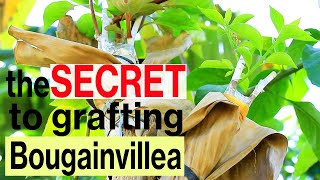 WHY YOU FAIL IN GRAFTING BOUGAINVILLEA