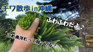 チワ散歩in沖縄　街並みの植物達