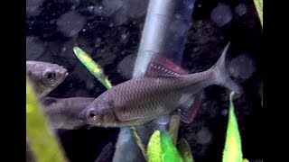 アカヒレタビラ　Akahiretabira     Acheilognathus tabira erythropterus