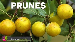 PRUNES : REINE-CLAUDE, MIRABELLE, QUETSCHE… LES MEILLEURES VARIÉTÉS ET COMMENT BIEN LES CULTIVER