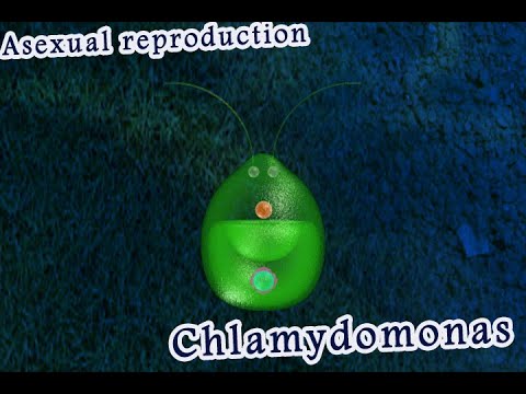 What is the shape of Chlamydomonas?