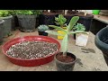 succulent செடி செழிப்பாக வளர சரியான மண்கலவை succulent potting mix gardening tips tamil