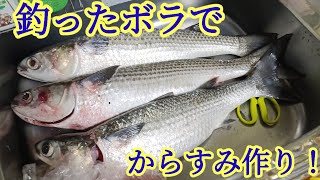 釣ったボラから出た卵でカラスミ作り！#1