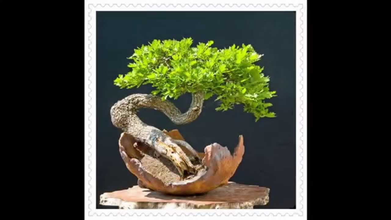 How To Grow Bonsai Tree - Bonsai For Beginners - YouTube