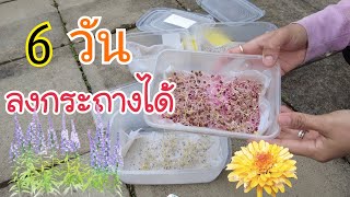 วิธีเพาะเมล็ดผัก 6 วันลงกระถางได้