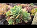 다육이 역시 분갈이를 제때 해줘야 죽을 고비를 이겨낼 수 있나 봅니다 succulent plants cactus