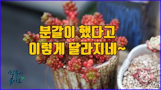 다육이 역시 분갈이를 제때 해줘야 죽을 고비를 이겨낼 수 있나 봅니다(#succulent #plants #cactus)